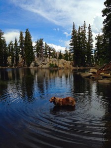 No that's not a bear...it's Adobe cooling off